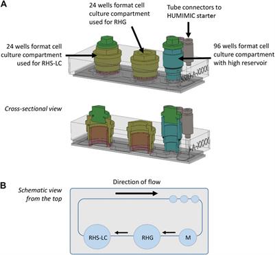 A Multi-Organ-on-Chip Approach to Investigate How Oral Exposure to Metals Can Cause Systemic Toxicity Leading to Langerhans Cell Activation in Skin